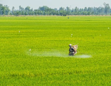 Bir adam Mekong Nehri deltasında pirinç püskürtüyor - Long Xuyen, Vietnam