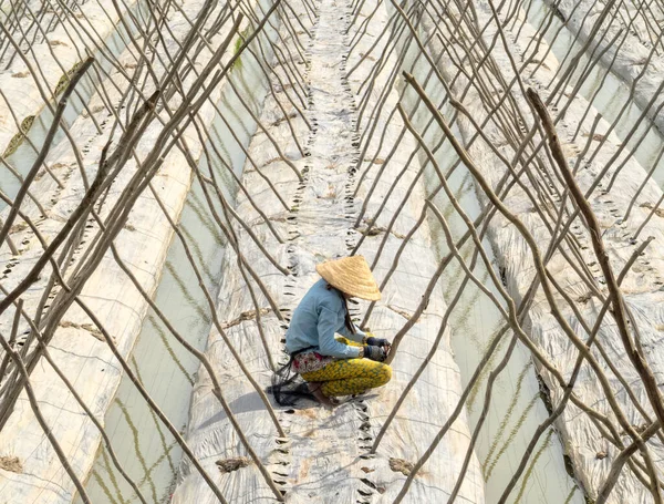 Una Mujer Está Preparando Las Estructuras Bambú Para Frijoles Delta — Foto de Stock