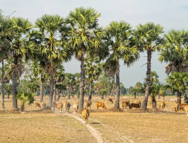 Manada Vacas Bajo Las Palmeras Soai Chek Vietnam — Foto de Stock