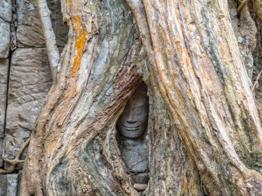 Ta Prohm Tapınağı 'nda bir ağacın altında saklı bir yüz Siem Reap, Kamboçya.