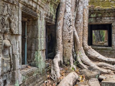 Sünger ağaçları Ta Phrom Tapınağı 'nın antik duvarlarını istila ediyor - Siem Reap, Kamboçya