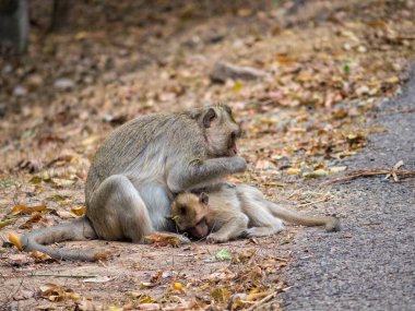 Anne ve bebeği Ta Prohm Tapınağı yolunda Siem Reap, Kamboçya