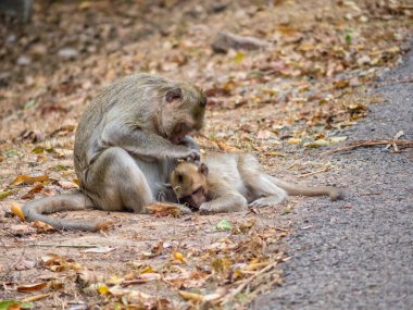 Anne ve bebeği Ta Prohm Tapınağı yolunda Siem Reap, Kamboçya