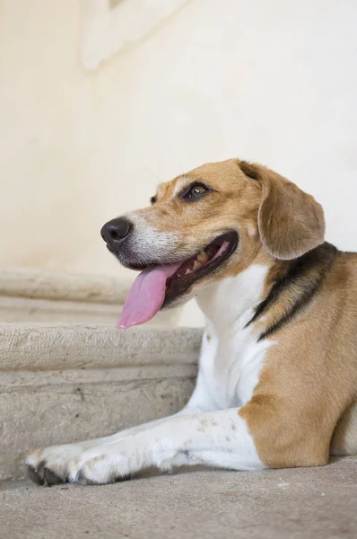 Beagle dog lying in the floor — Stock Photo, Image
