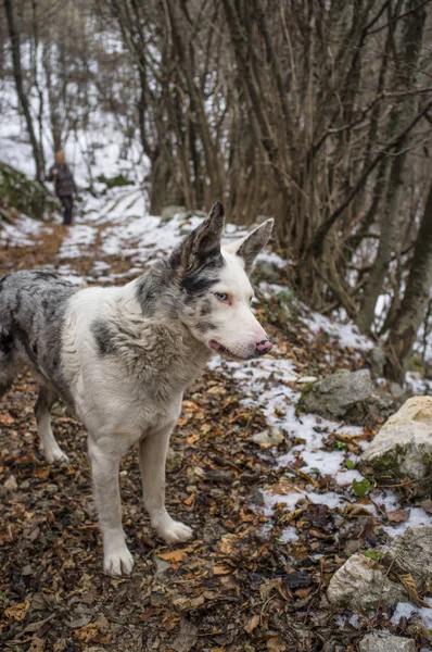 Cão na floresta de inverno — Fotografia de Stock