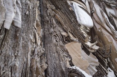 Sıkıştırılmış karton