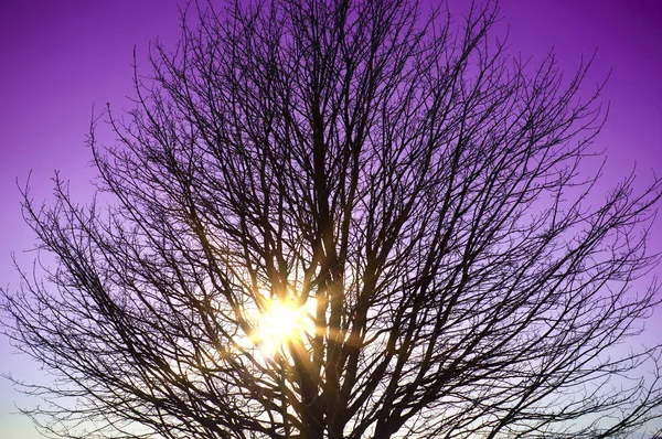 Coucher de soleil violet — Photo