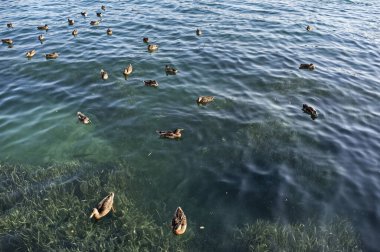 Birçok ördek yiyecek aramak için göl kıyısına yaklaşır.