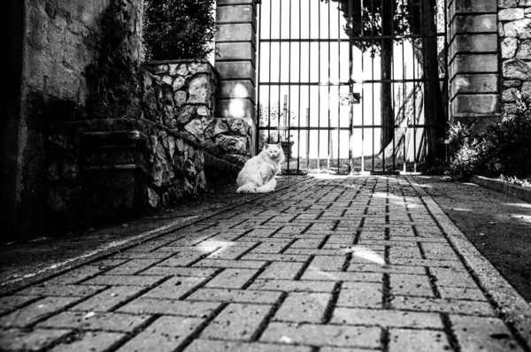 老门前的白猫 — 图库照片
