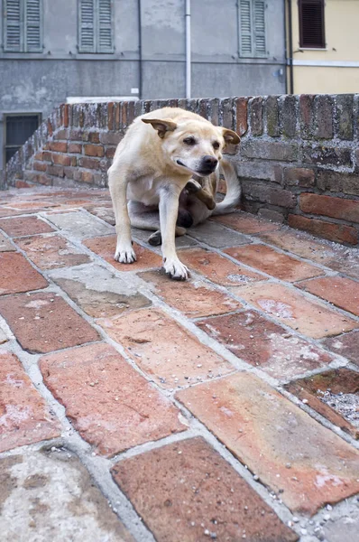 stray dog with fleas, scratching her ear