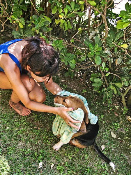 Mädchen Kümmert Sich Ihr Haustier Trocknen Welpe Beagle Hund Nach — Stockfoto