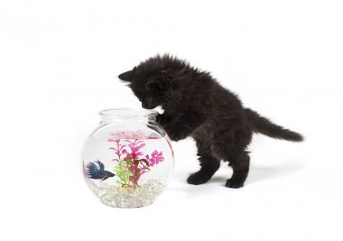 daha iyi balık kase ile oynayan yavru kedi