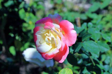 Çift Lokum gül Tayland.