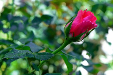 Tayland kırmızı gül.