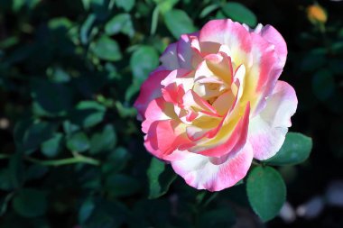 Çift Lokum gül Tayland.