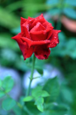 Tayland'dan Bahçede Kırmızı Gül.