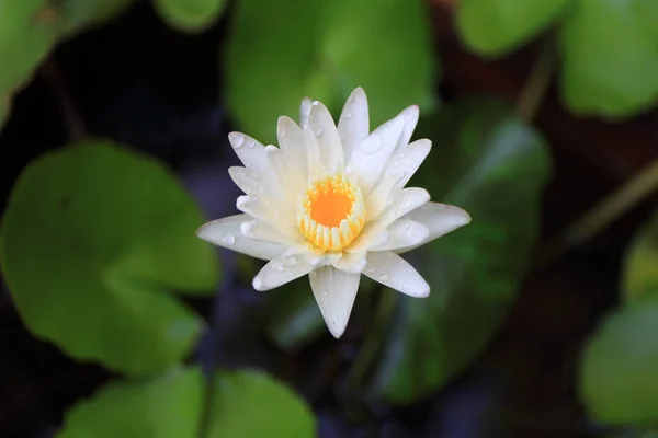 Lotus nebo Vodní lilie z Thajska — Stock fotografie