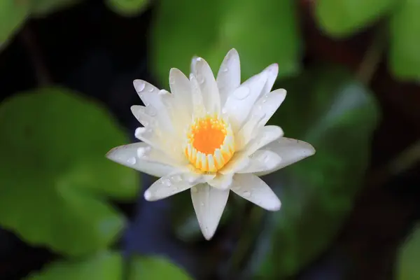 Lotus oder Seerose aus Thailand — Stockfoto