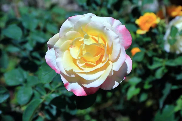 Double Delight Rose De Thaïlande . — Photo