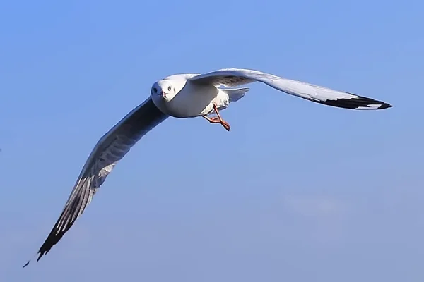 Seagull, Bangpu, Samut Prakan, Thailand. — Stockfoto