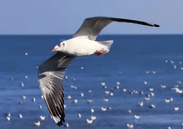 Mouette, BangPu, Samut Prakan, Thaïlande . — Photo