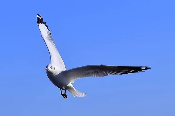 Mouette, BangPu, Samut Prakan, Thaïlande . — Photo