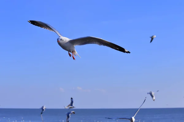 Mouette, BangPu, Samut Prakan, Thaïlande . — Photo