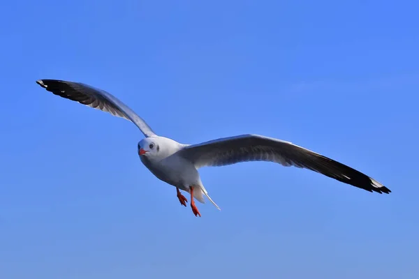 Mouette, BangPu, Samut Prakan, Thaïlande . — Photo