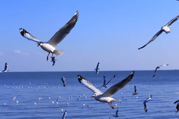 Mouette, BangPu, Samut Prakan, Thaïlande . — Photo