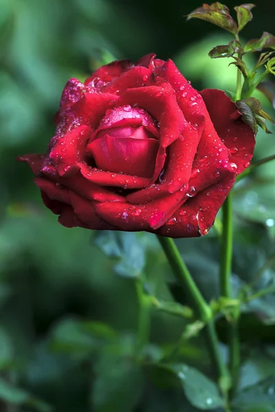 Red Rose In Garden From Thailand. — Stock Photo, Image