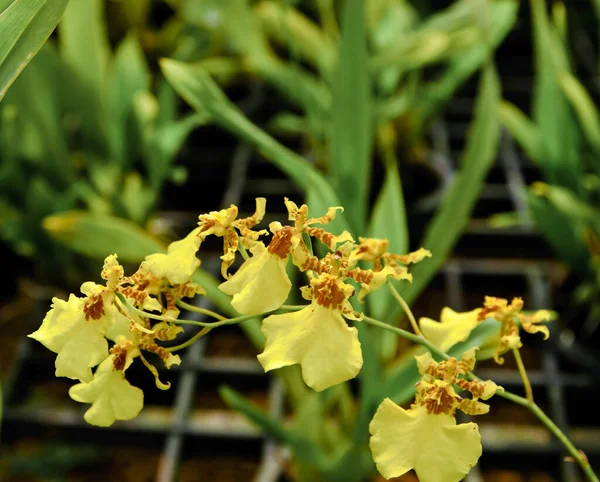 Žlutý Oncidium Goldiana Orchidej Květ — Stock fotografie