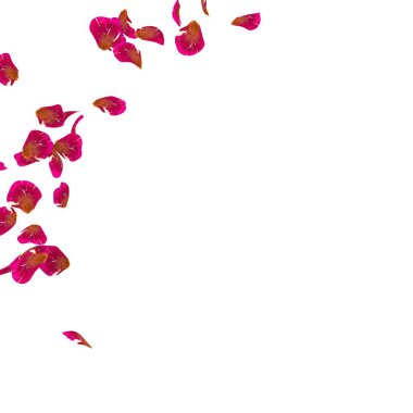 Bir yarım daire yerde dağınık kırmızı gül yaprakları