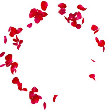 Bir yarım daire yerde dağınık kırmızı gül yaprakları