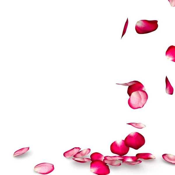 Rose petals fall to the floor — Stock Photo, Image