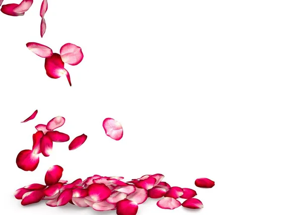 Pétalos de rosa caen al suelo — Foto de Stock