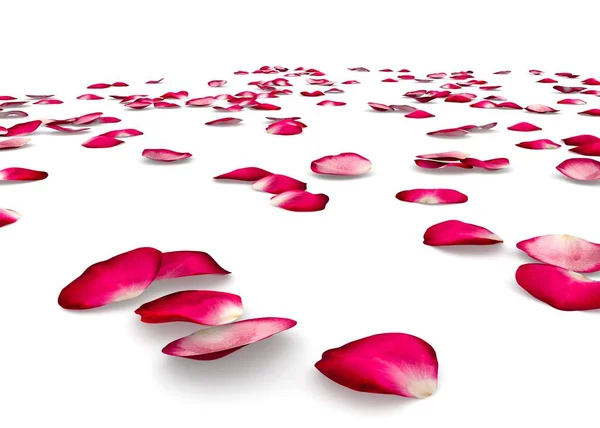 Red rose petals scattered on the floor — Stock Photo, Image