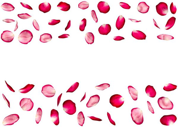 Rose petals are flying in parallel. Isolated background