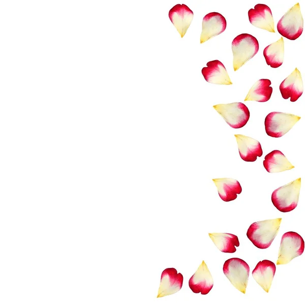 लाल गुलाब के पत्तों को अर्ध-सर्किल में तल पर बिखरे हुए — स्टॉक फ़ोटो, इमेज