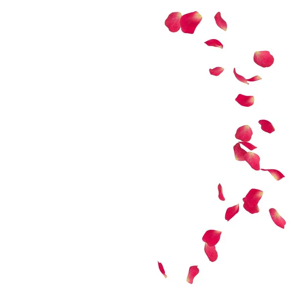 Rosa rosenblad utspridda på golvet i en halvcirkel — Stockfoto