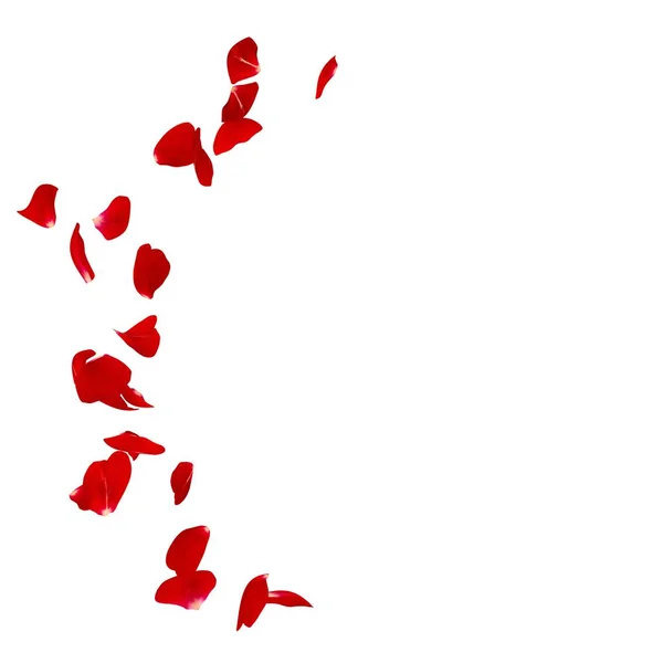 세미 원에 바닥에 흩어져있는 빨간 장미 꽃잎 — 스톡 사진