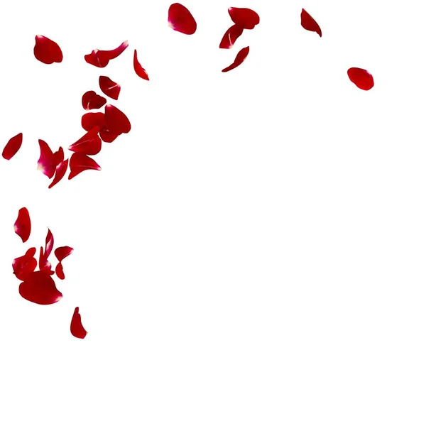 Red rose petals scattered on the floor in a semi-circle — Stock Photo, Image