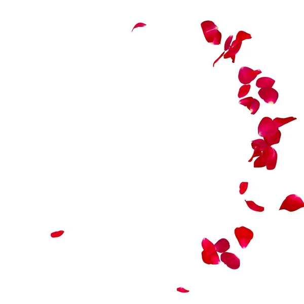 Pétalos de rosa roja esparcidos por el suelo en un semicírculo — Foto de Stock