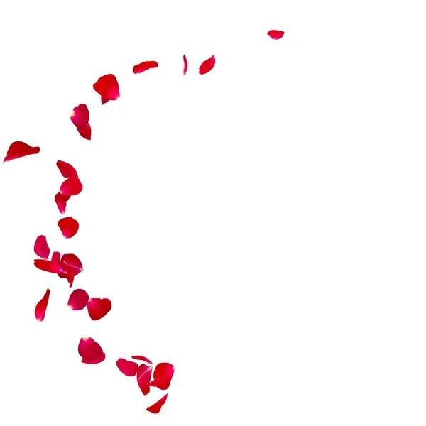 Pétalas de rosa vermelhas espalhadas no chão em um semicírculo — Fotografia de Stock