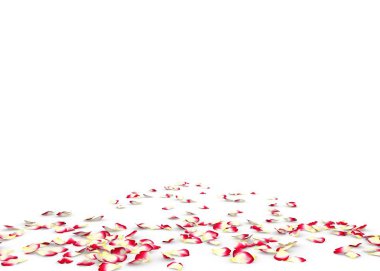 Kırmızı gül yaprakları yere saçılmış.