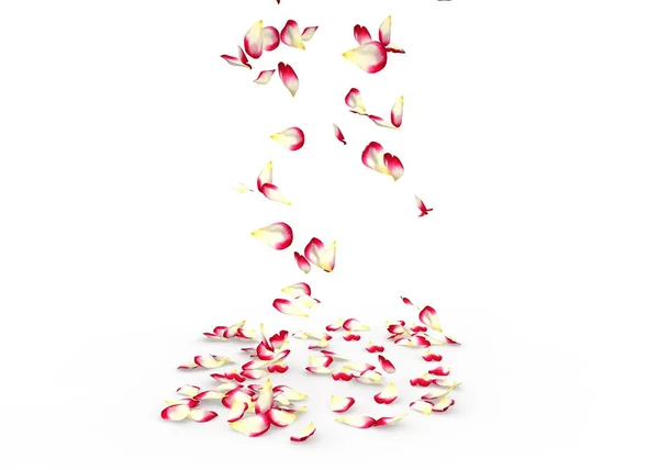 Rose petals fall to the floor — Stock Photo, Image