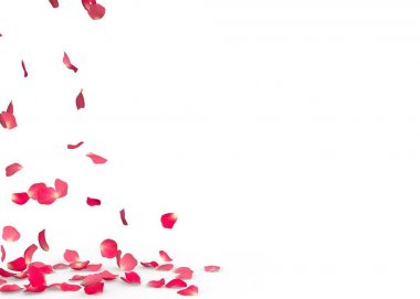 Gül yaprakları yere düşmek