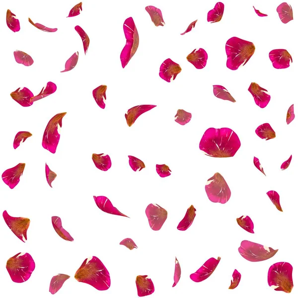 红色的玫瑰花瓣的无缝纹理 — 图库照片