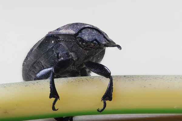 Beetle tråd i makro skalan — Stockfoto