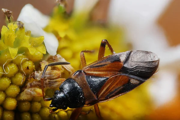 Beetle på en maskros i makro skalan — Stockfoto