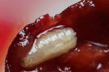 Kiraz içinde Avrupa kiraz meyve sineği makro ölçekli larva
